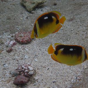 Fourspot Butterflyfish