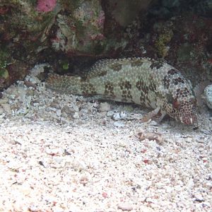 Hexagonal Grouper