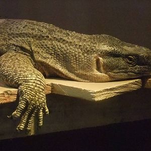 White-throated Monitor at Folly Farm, 01/08/11