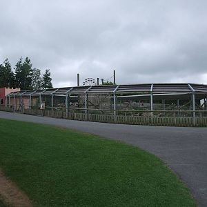 Barbary Macaque Exhibit at Folly Farm, 01/08/11
