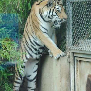 Siberian Tiger