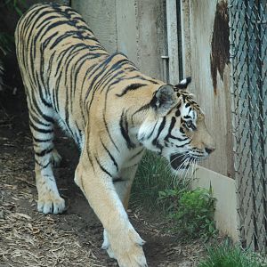 Siberian Tiger