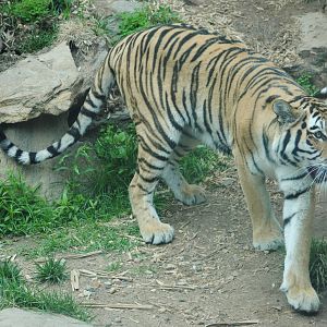 Siberian Tiger