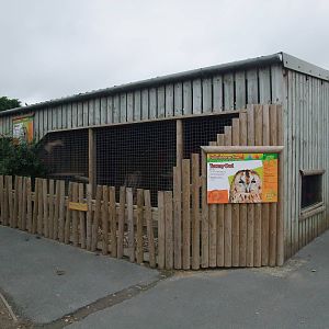 Owl Aviaries at Folly Farm, 01/08/11