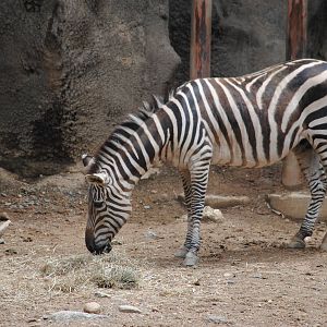 Grant's Zebra
