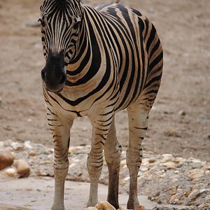 Grant's Zebra