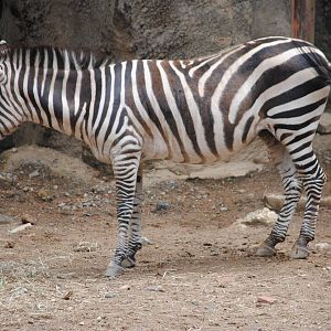 Grant's Zebra