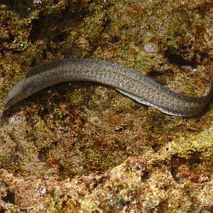 Peppered Moray