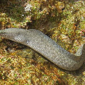 Peppered Moray