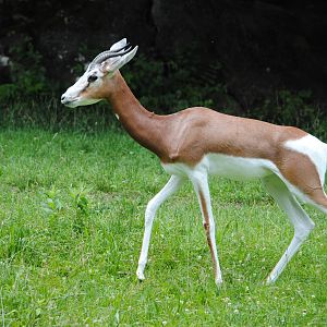 Mhorr Gazelle