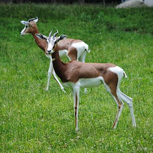 Mhorr Gazelles