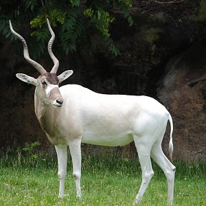 Addax