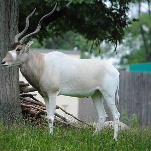 Addax