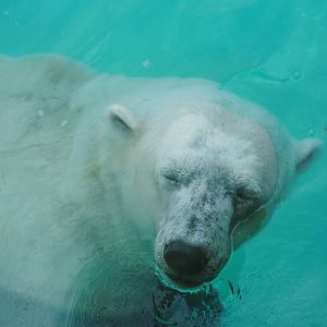 Polar Bear