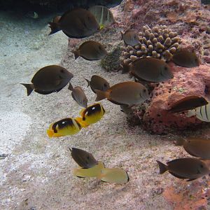 Surgeons and Butterflys