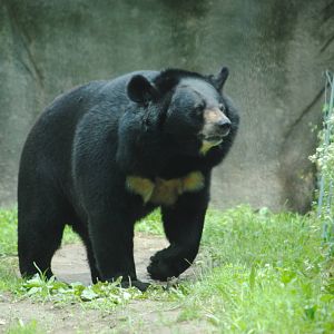 Himalayan Black Bear