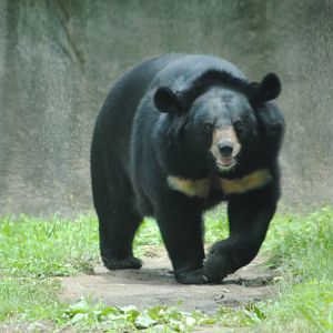 Himalayan Black Bear