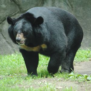 Himalayan Black Bear
