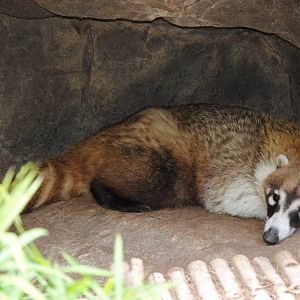 Coati