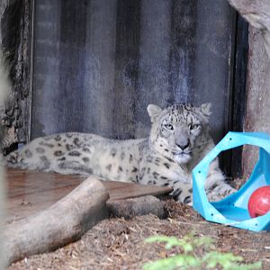 Snow Leopard