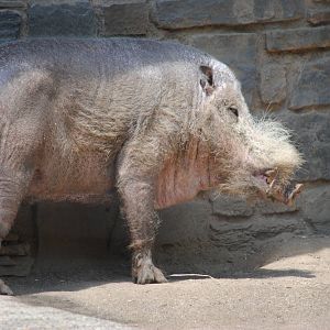 Bearded Pig