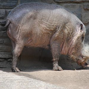 Bearded Pig