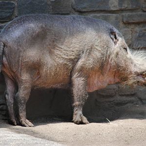 Bearded Pig