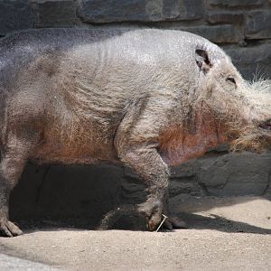 Bearded Pig