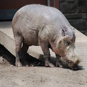 Bearded Pig