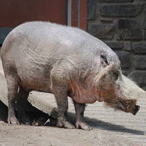 Bearded Pig
