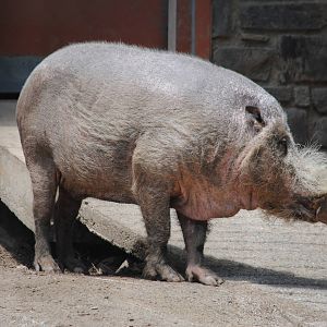 Bearded Pig