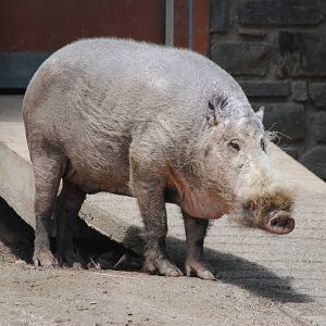 Bearded Pig
