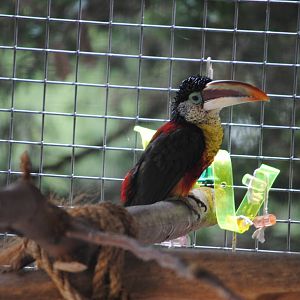 Curly-crested Toucanet