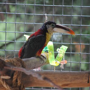 Curly-crested Toucanet