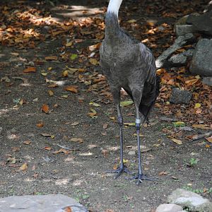 Hooded Crane