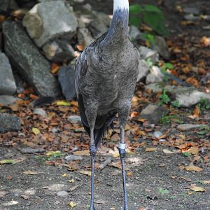 Hooded Crane