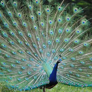 Peacock