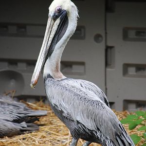 Brown Pelican