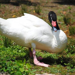Black-necked Swan