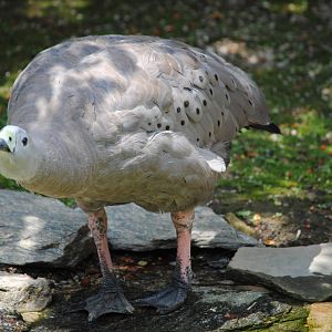 Cereopsis Goose