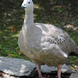 Cereopsis Goose
