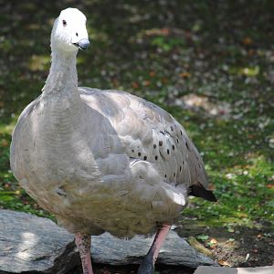 Cereopsis Goose