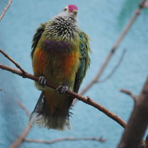 Mariana Fruit-Dove
