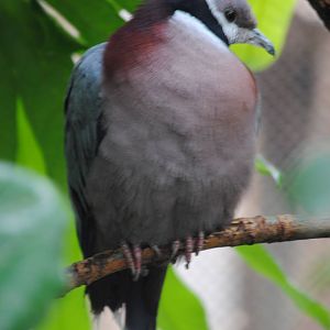 Muller's Imperial Pigeon