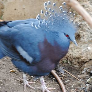 Victoria Crowned Pigeon