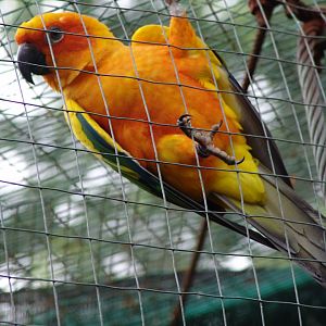 Sun Conure (Aratinga solstitialis)