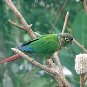 Green-cheeked Conure (Pyrrhura molinae)