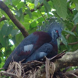 Victoria Crowned Pigeon (Goura victoria)