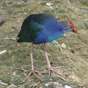 Purple Swamphen (Porphyrio porphyrio)
