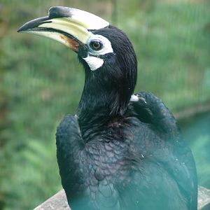 Oriental Pied Hornbill (Anthracoceros albirostris)